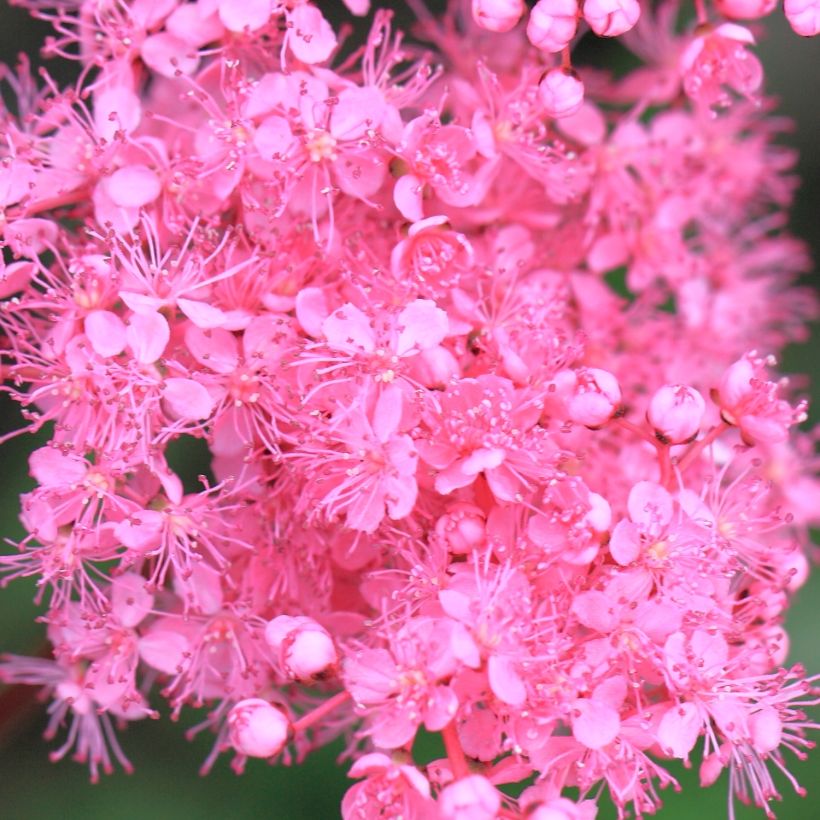 Filipendula multijuga - Moerasspirea (Bloei)
