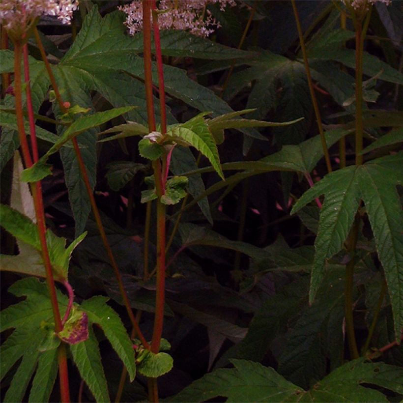 Filipendula palmata - Moerasspirea (Blad)