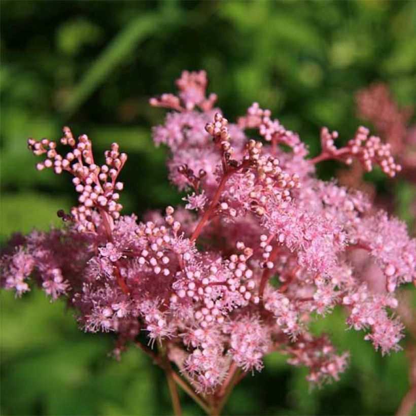Filipendula palmata Nana - Moerasspirea (Flowering)