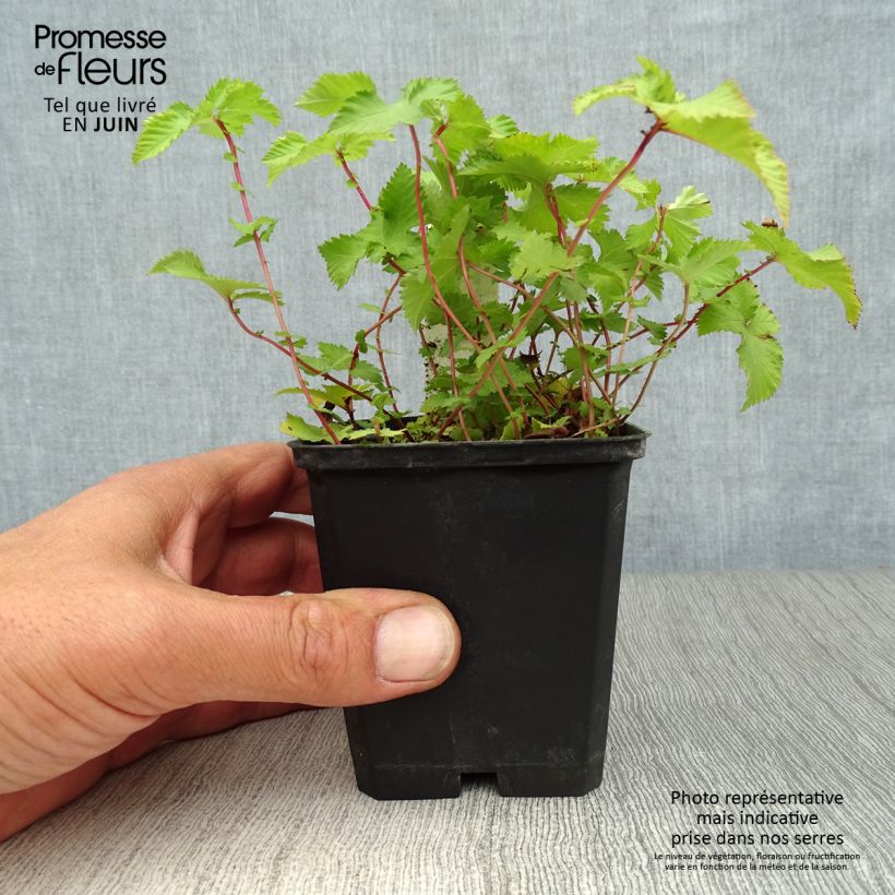 Exemplaar van Filipendula palmata Nana - Moerasspirea Kweekpotje van 8/9 cm zoals geleverd in de zomer