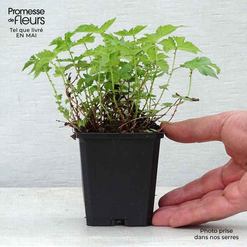 Exemplaar van Filipendula palmata Nana - Moerasspirea Kweekpotje van 8/9 cm zoals geleverd in de lente