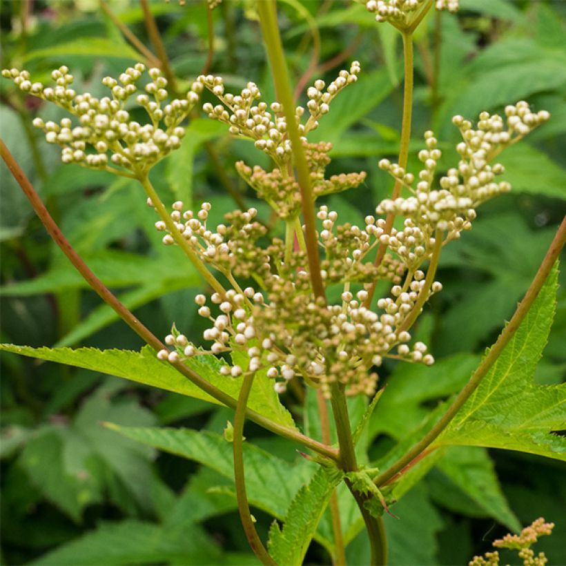 Filipendula purpurea Alba - Moerasspirea wit (Flowering)