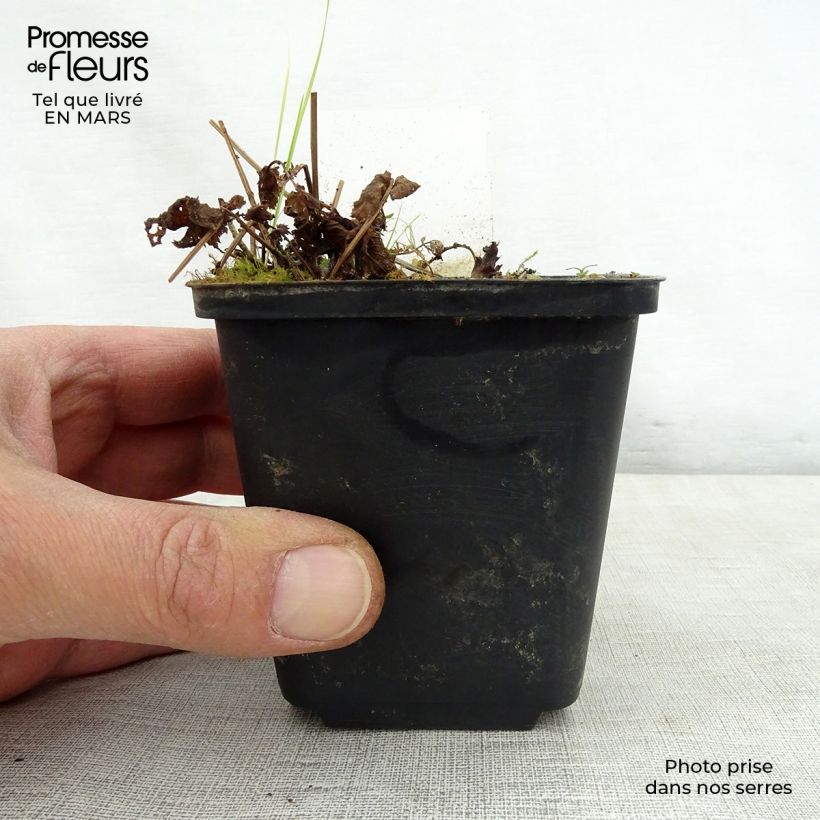 Exemplaar van Filipendula purpurea Alba - Moerasspirea wit Kweekpotje van 8/9 cm zoals geleverd in de lente