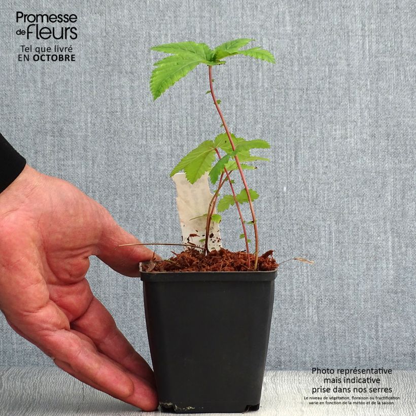 Exemplaar van Filipendula purpurea Alba - Moerasspirea wit Kweekpotje van 8/9 cm zoals geleverd in de herfst