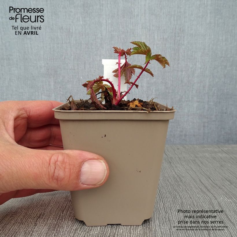 Exemplaar van Filipendula purpurea Elegans - Moerasspirea Kweekpotje van 8/9 cm zoals geleverd in de lente