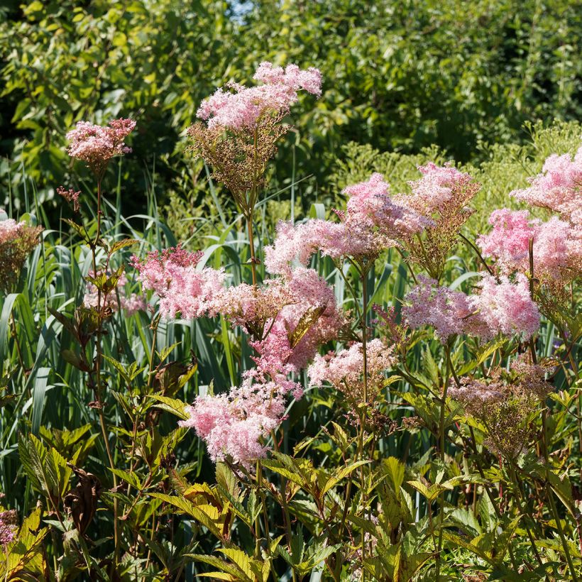 Filipendula rubra Venusta - Moerasspirea (Groeiplaats)