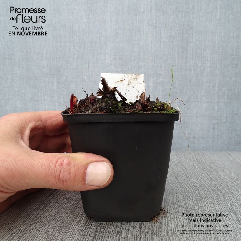 Exemplaar van Filipendula rubra Venusta - Moerasspirea Kweekpotje van 8/9 cm zoals geleverd in de herfst