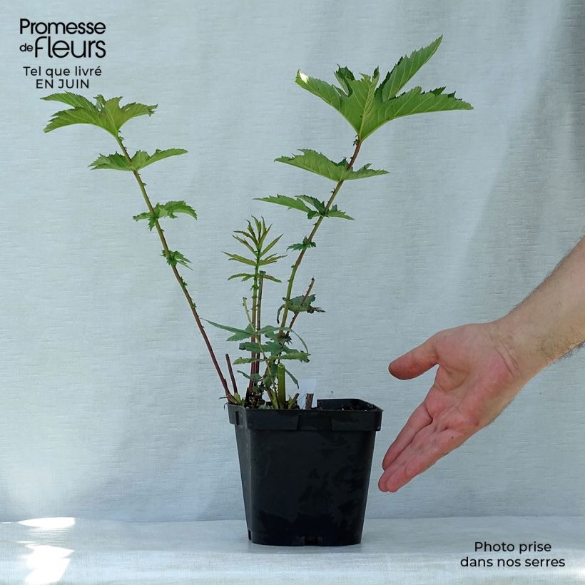 Exemplaar van Filipendula rubra Venusta - Moerasspirea Pot van 2 l/3 l zoals geleverd in de zomer