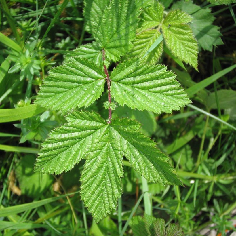 Filipendula ulmaria - Moerasspirea (Foliage)