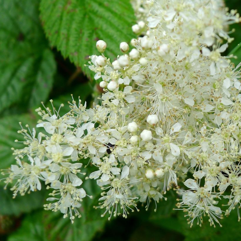 Filipendula ulmaria - Moerasspirea (Flowering)