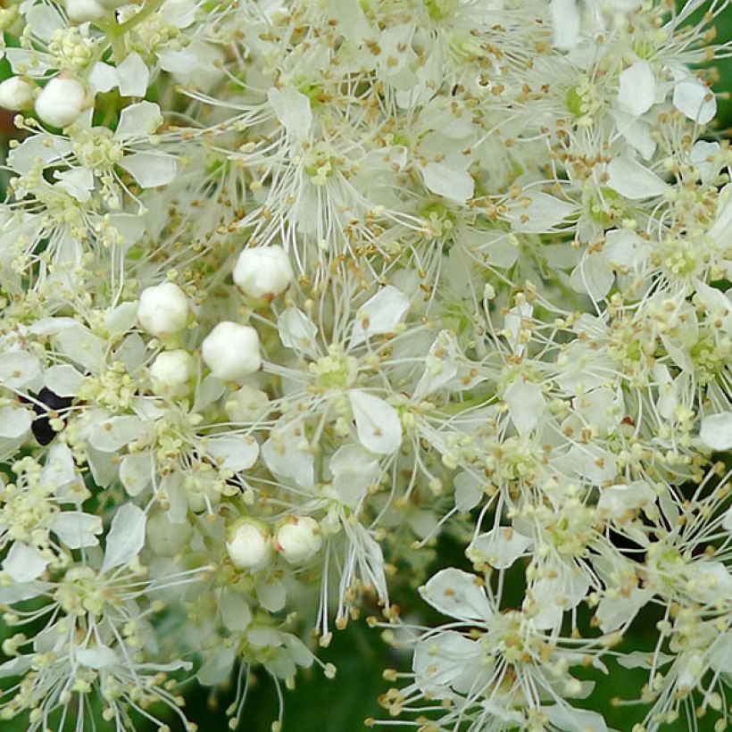 Filipendula ulmaria Aurea - Moerasspirea (Flowering)