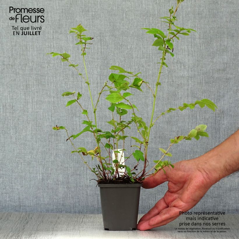 Exemplaar van Filipendula ulmaria Aurea - Moerasspirea Kweekpotje van 8/9 cm zoals geleverd in de zomer