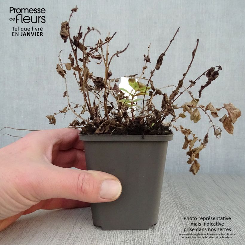 Example of Filipendula ulmaria Aurea - Moerasspirea Kweekpotje van 8/9 cm as you get in hiver