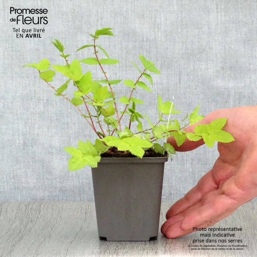 Exemplaar van Filipendula ulmaria Aurea - Moerasspirea Kweekpotje van 8/9 cm zoals geleverd in de lente