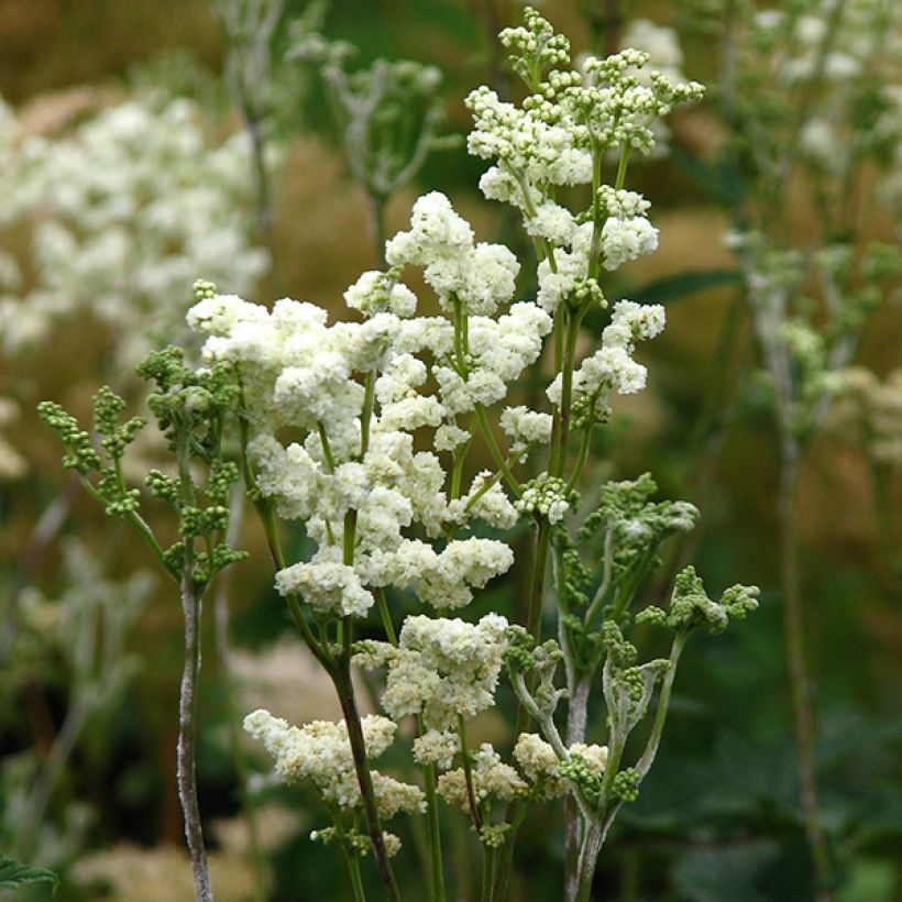 Filipendula ulmaria Plena - Moerasspirea (Flowering)