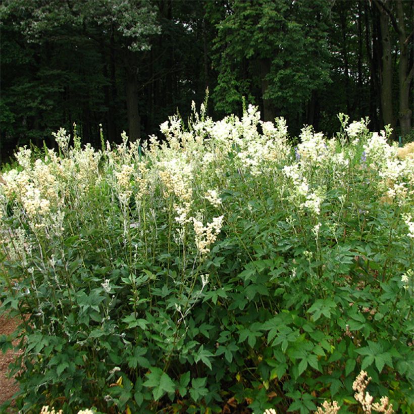 Filipendula ulmaria Plena - Moerasspirea (Plant habit)