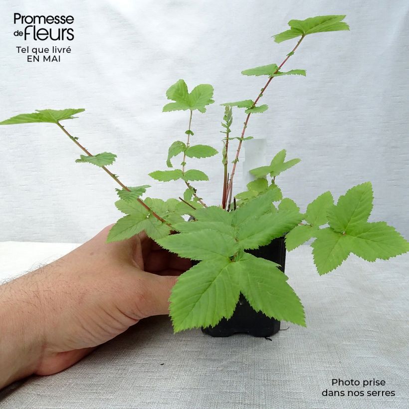 Exemplaar van Filipendula ulmaria Plena - Moerasspirea Kweekpotje van 8/9 cm zoals geleverd in de lente