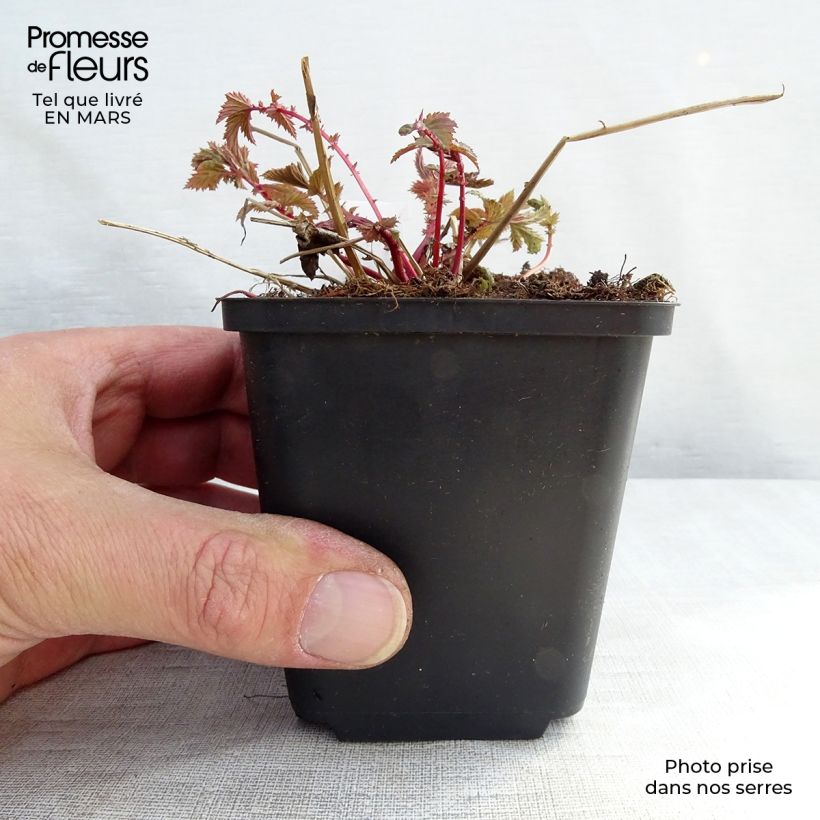 Example of Filipendula ulmaria - Moerasspirea Kweekpotje van 8/9 cm as you get in hiver