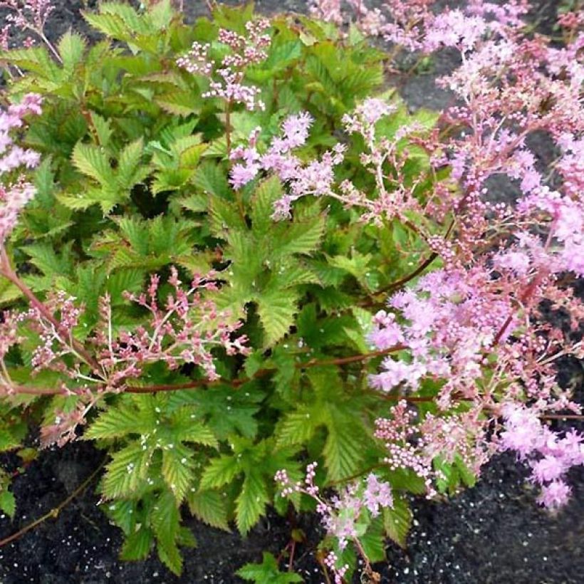 Filipendula ulmaria Rosea - Moerasspirea (Groeiplaats)