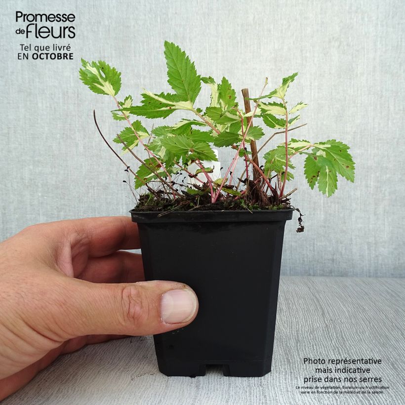 Exemplaar van Filipendula ulmaria Variegata - Moerasspirea Kweekpotje van 8/9 cm zoals geleverd in de herfst