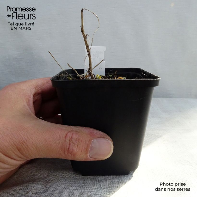 Example of Filipendula ulmaria Variegata - Reine des prés Kweekpotje van 8/9 cm as you get in hiver