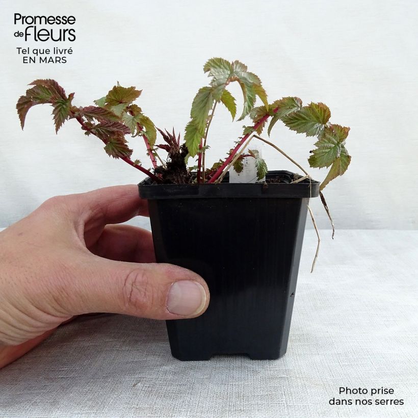 Exemplaar van Filipendula vulgaris - Knolspirea Kweekpotje van 8/9 cm zoals geleverd in de lente