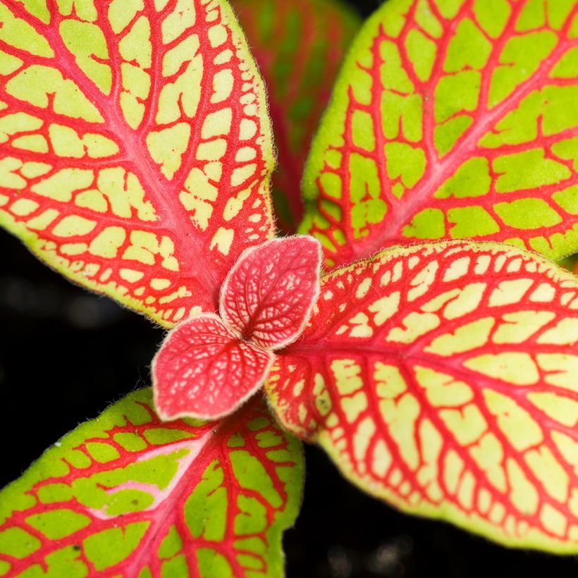 Fittonia Skeleton - Mozaïekplant (Blad)