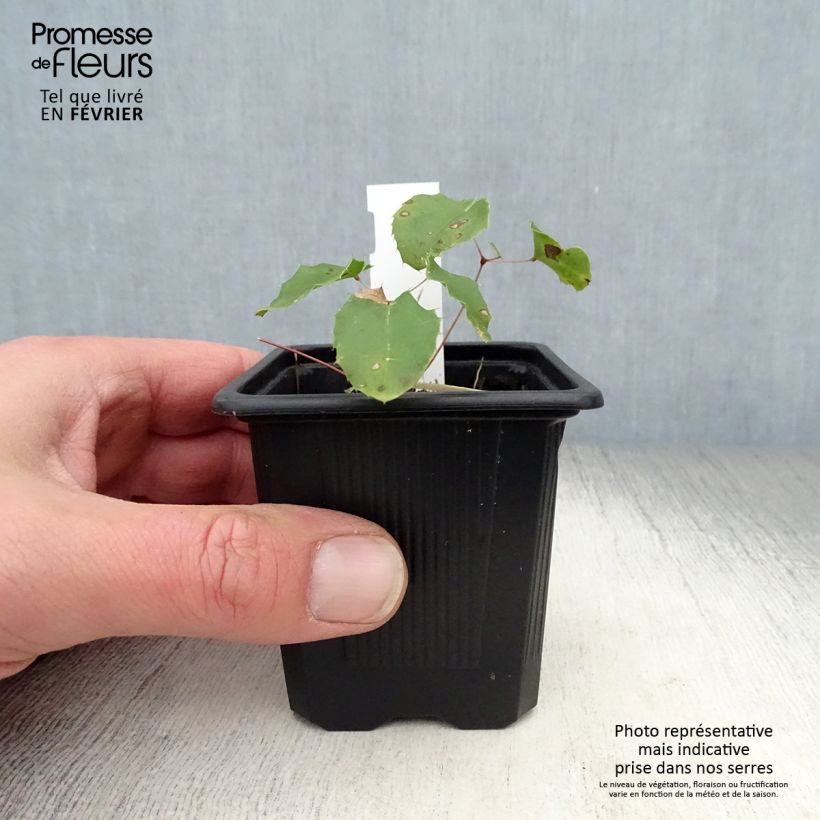 Example of Fleur des Elfes - Epimedium Amber Queen Kweekpotje van 8/9 cm as you get in hiver