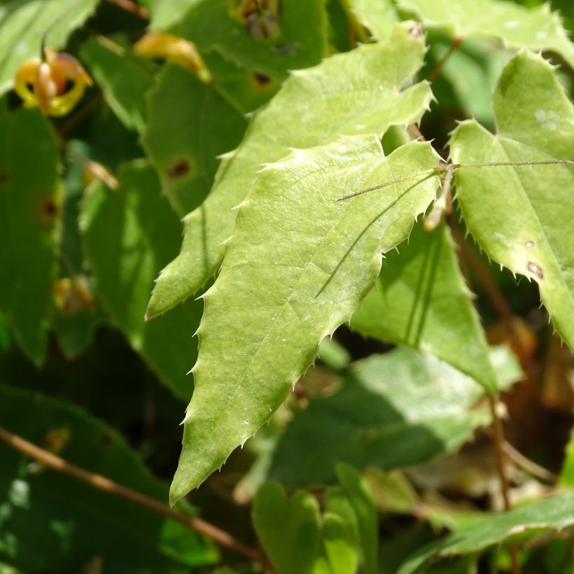 Epimedium Amber Queen - Elfenbloem (Foliage)