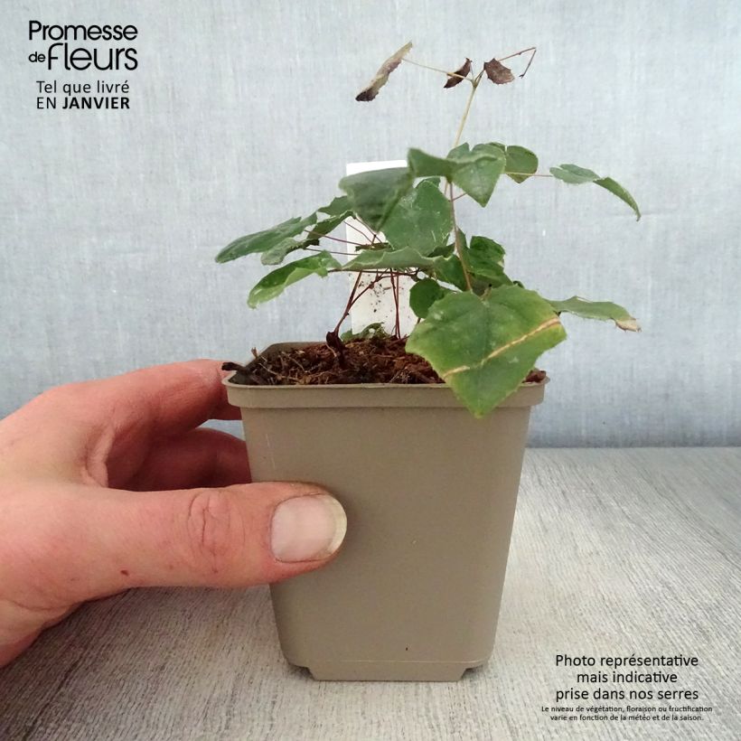 Example of Fleur des Elfes - Epimedium Flower Of Sulphur Kweekpotje van 8/9 cm as you get in hiver