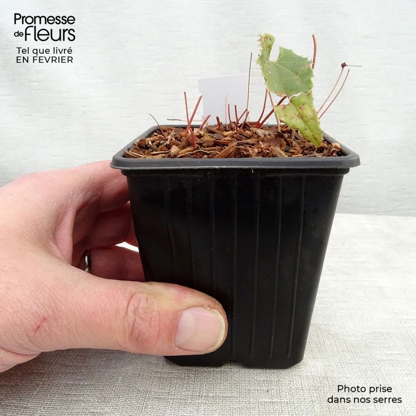 Example of Fleur des Elfes - Epimedium Sphinx Twinkler Kweekpotje van 8/9 cm as you get in hiver