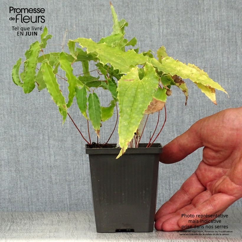 Exemplaar van Epimedium Sphinx Twinkler - Elfenbloem Kweekpotje van 8/9 cm zoals geleverd in de zomer