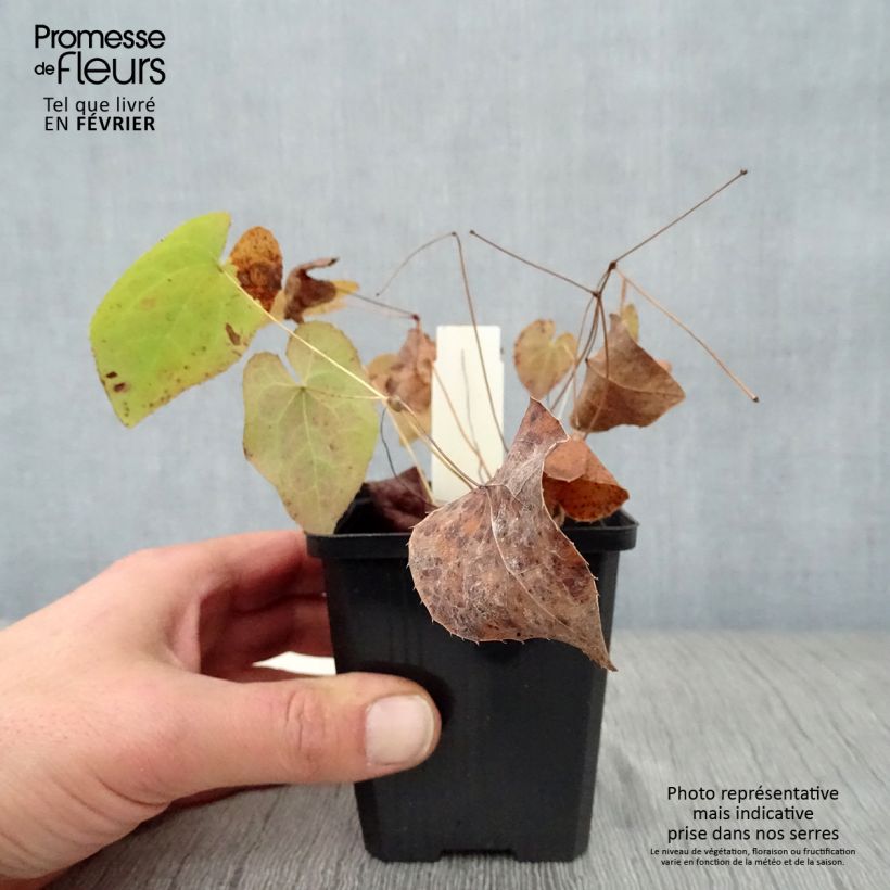 Example of Fleur des Elfes - Epimedium pinnatum ssp colchicum Kweekpotje van 8/9 cm as you get in hiver