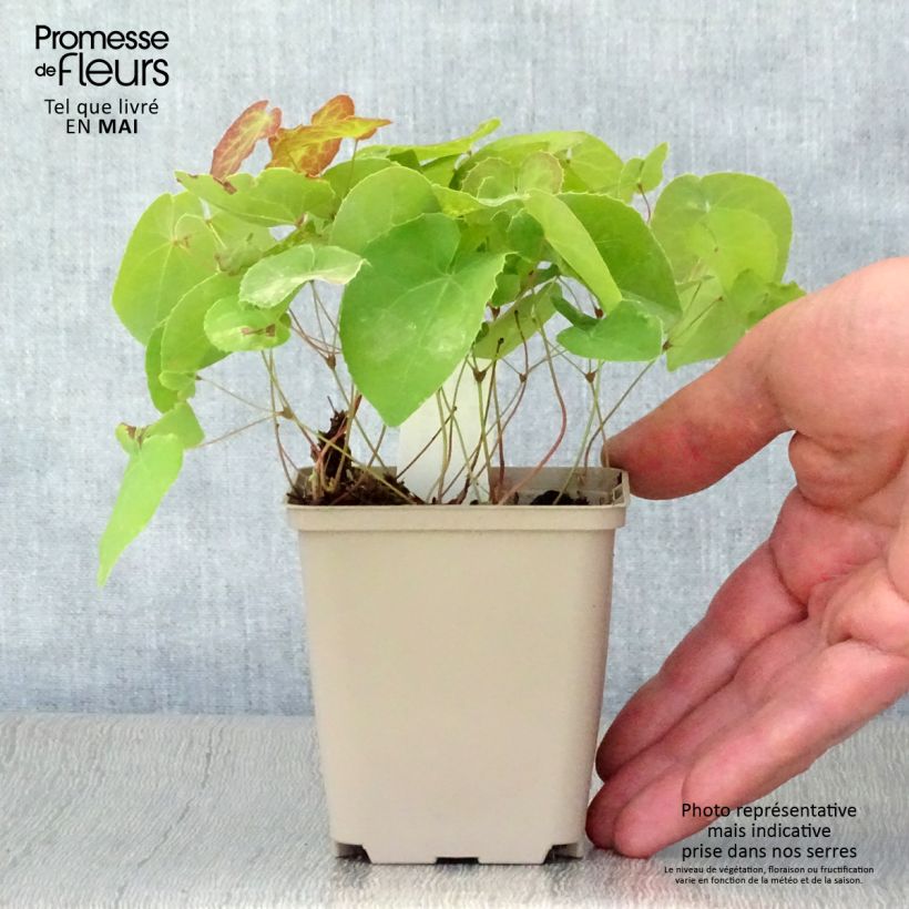 Exemplaar van Epimedium pinnatum colchicum - Elfenbloem Kweekpotje van 8/9 cm zoals geleverd in de lente