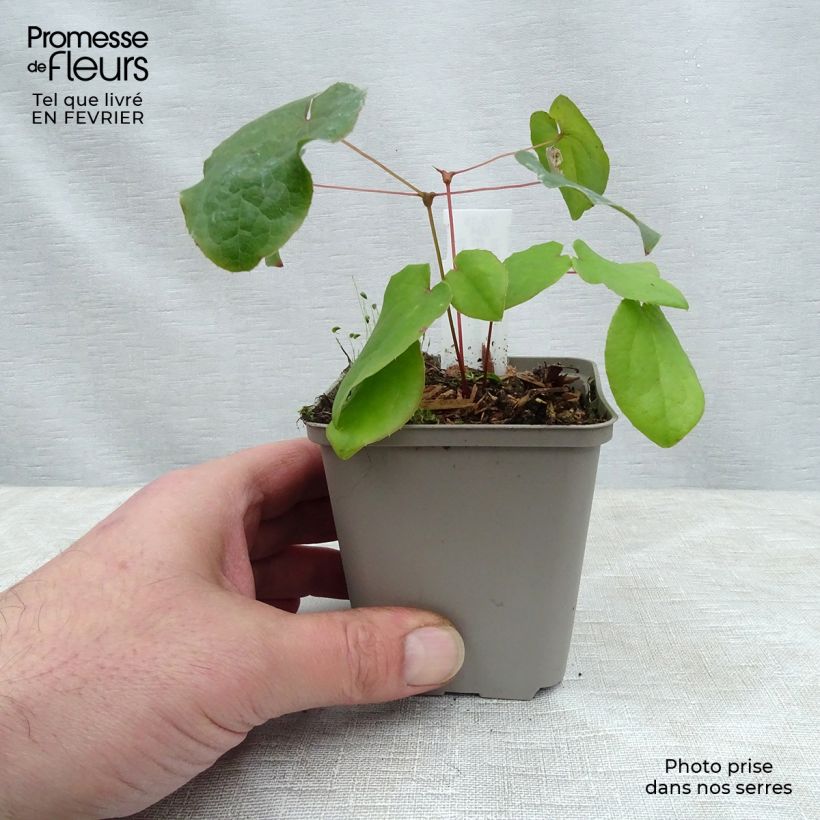 Example of Epimedium pubigerum - Elfenbloem Kweekpotje van 8/9 cm as you get in hiver