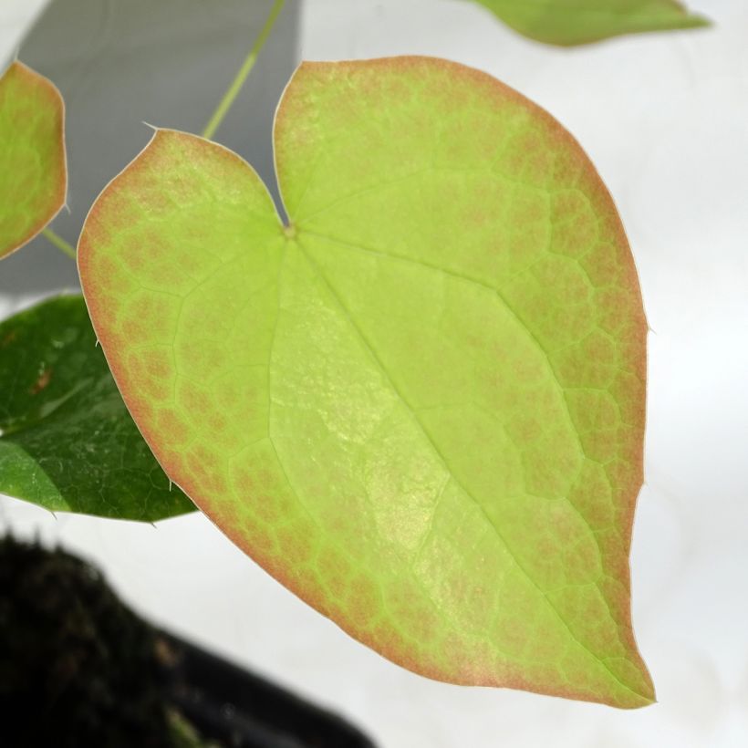 Epimedium pubigerum Orangekönigin - Elfenbloem (Foliage)