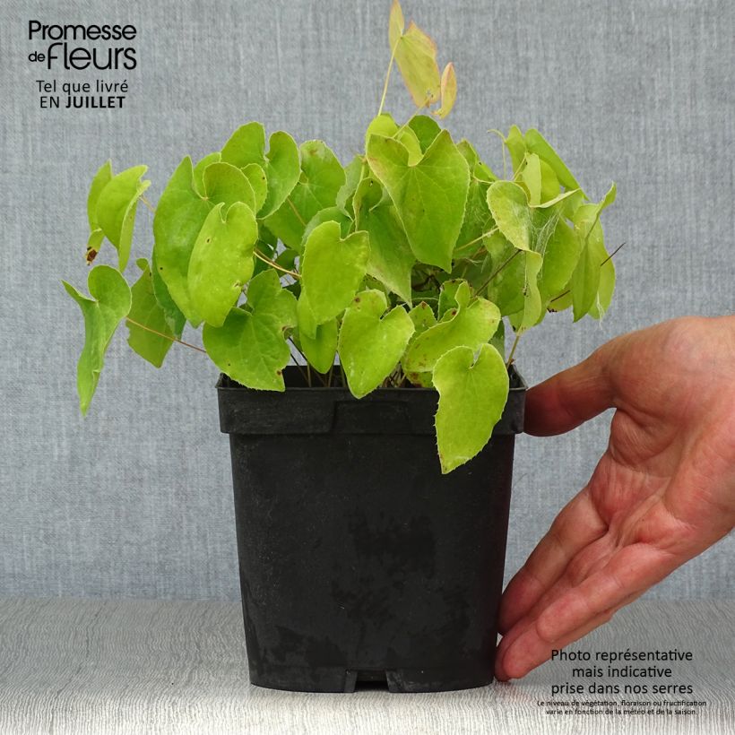 Exemplaar van Epimedium pubigerum Orangekönigin - Elfenbloem Pot van 2 l/3 l zoals geleverd in de zomer