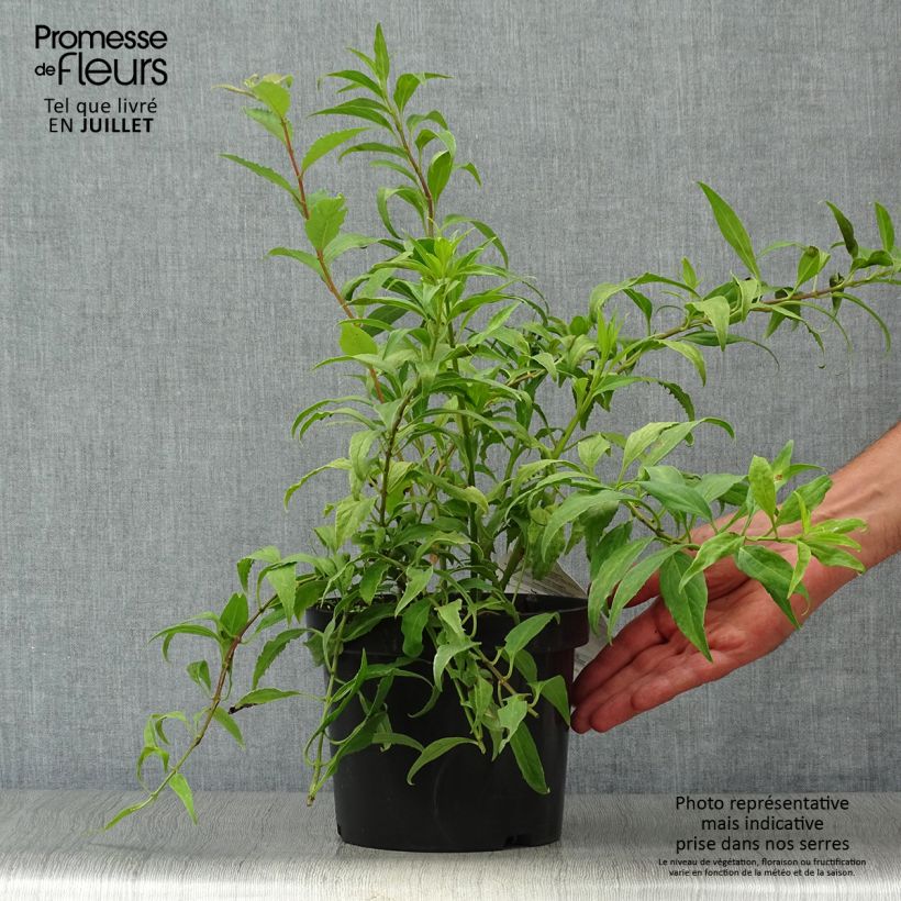 Exemplaar van Forsythia Marée d'Or - Chinees klokje Pot van 3 l/4 l zoals geleverd in de zomer