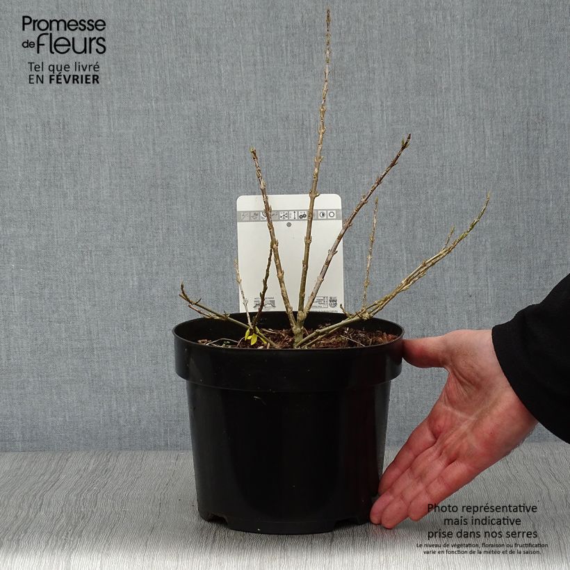 Example of Forsythia Marée d'Or - Mimosa de Paris Pot van 3 l/4 l as you get in hiver