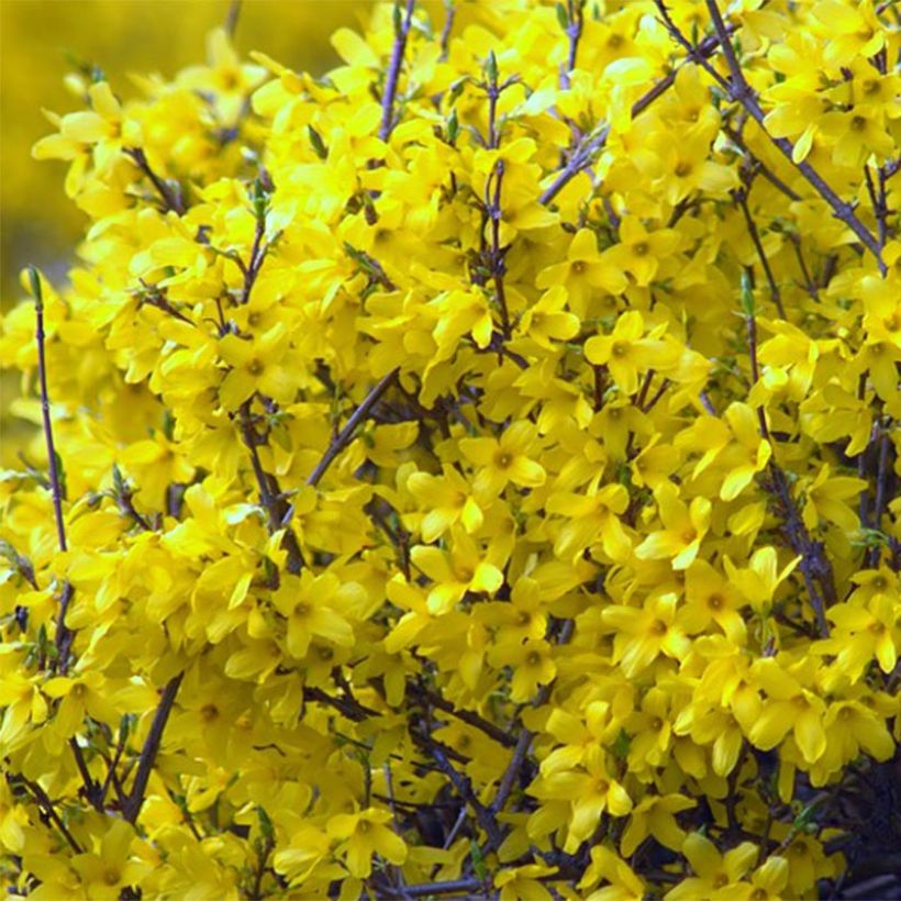 Forsythia Mêlée d'Or - Chinees klokje (Flowering)