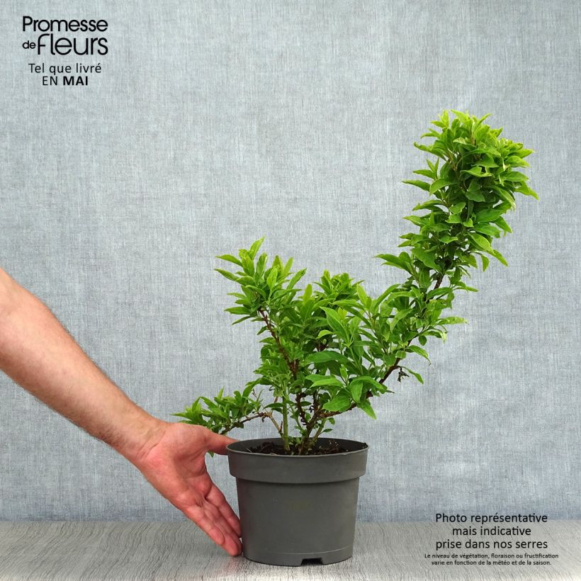 Exemplaar van Forsythia Mêlée d'Or - Chinees klokje Pot van 3 l/4 l zoals geleverd in de lente