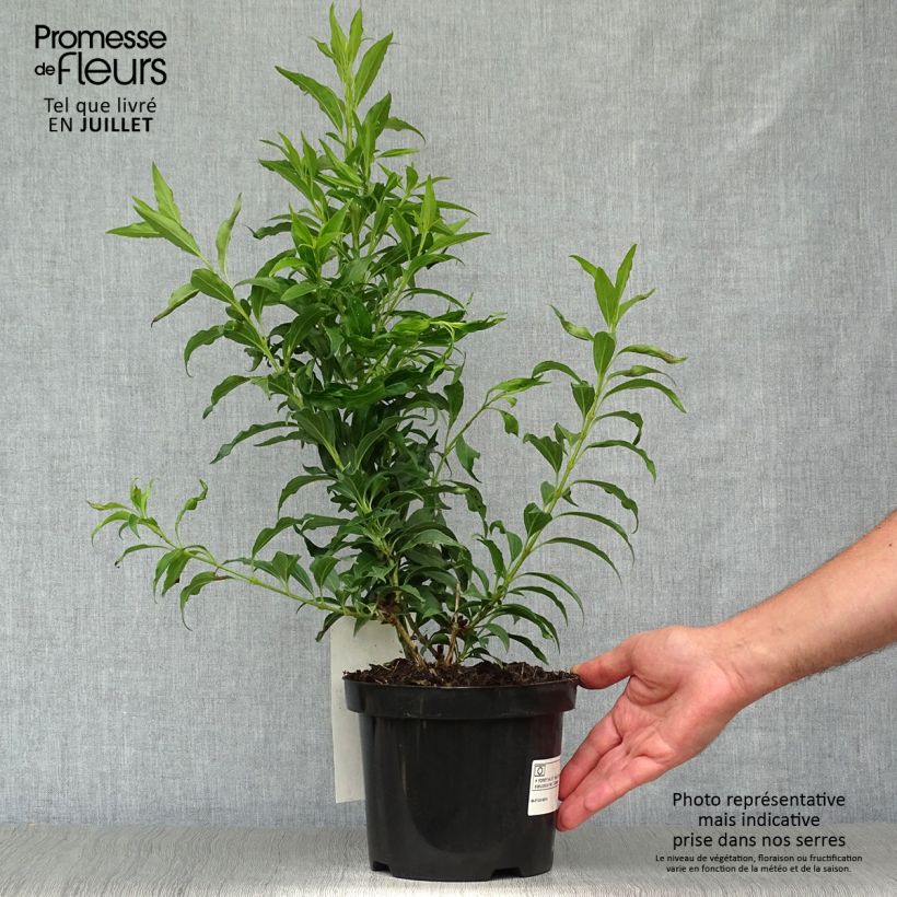 Exemplaar van Forsythia Mikador - Chinees klokje Pot van 2 l/3 l zoals geleverd in de zomer