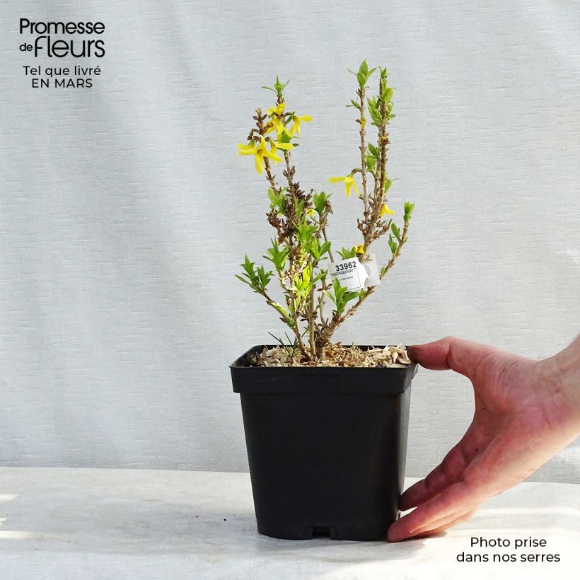 Example of Forsythia Nimbus - Mimosa de Paris nain Pot van 2 l/3 l as you get in hiver