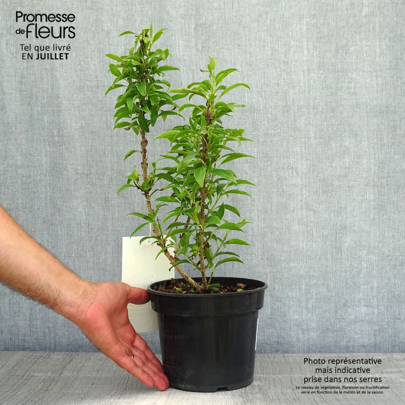 Exemplaar van Forsythia Nimbus - Chinees klokje Pot van 3 l/4 l zoals geleverd in de zomer