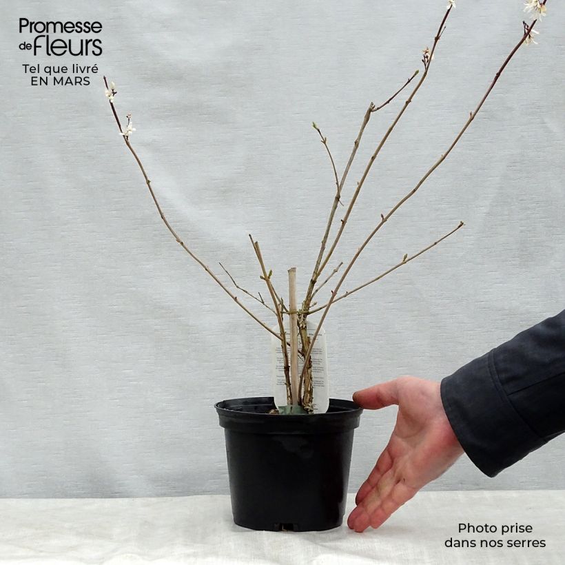 Exemplaar van Abeliophyllum distichum Roseum - Witte forsythia Pot van 2 l/3 l zoals geleverd in de lente