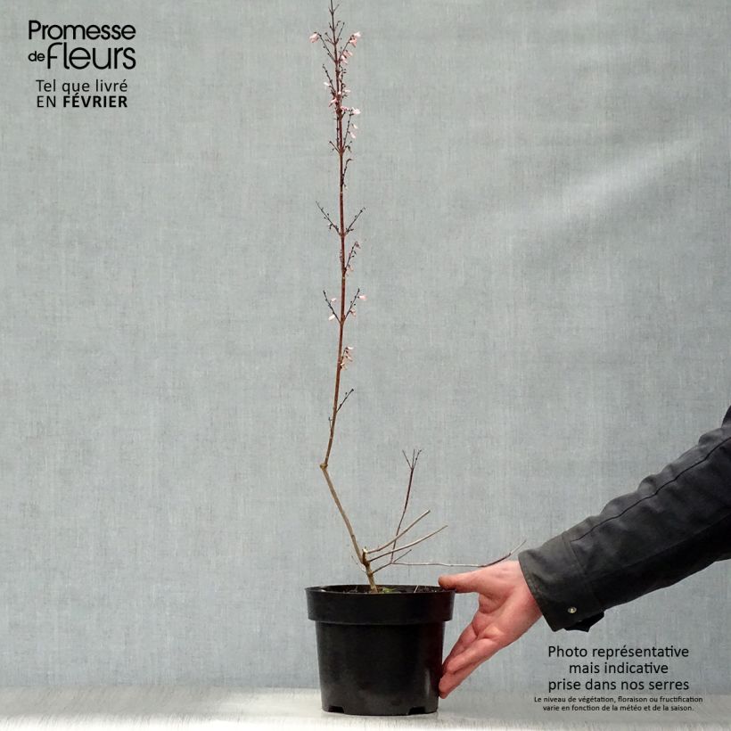 Example of Abeliophyllum distichum Roseum - Witte forsythia Pot van 2 l/3 l as you get in hiver