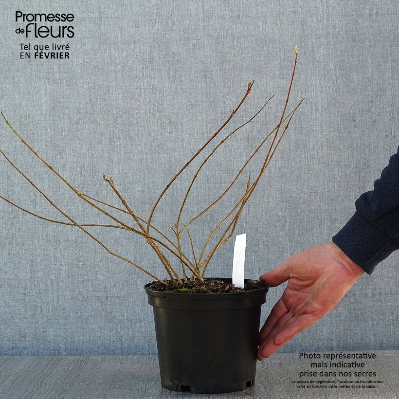 Example of Forsythia intermedia Golden Times - Mimosa de Paris Pot van 3 l/4 l as you get in hiver