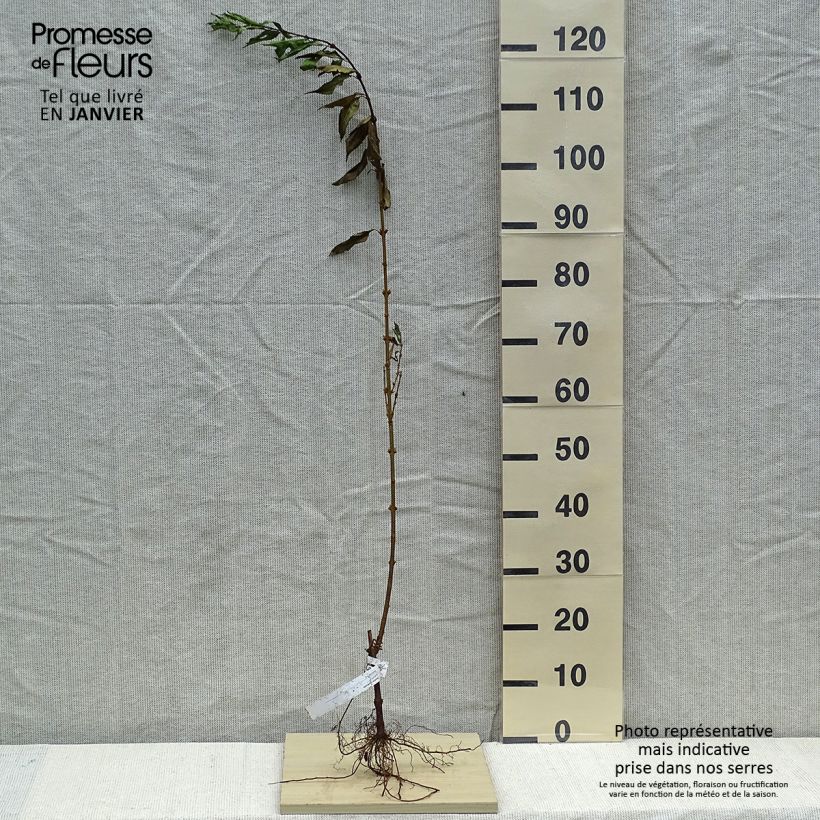 Example of Forsythia intermedia - Chinees klokje Naakte wortel as you get in hiver