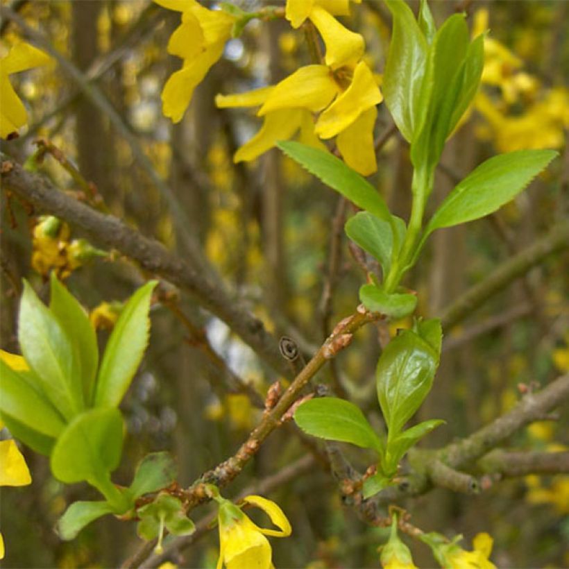 Forsythia Spectabilis - Chinees klokje (Foliage)