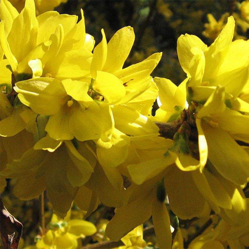 Forsythia Spectabilis - Chinees klokje (Flowering)